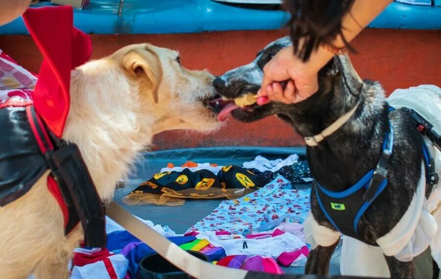 Chega a Salvador a marca mais geladinha dos Pets